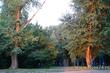 Деревья и спортивная площадка в парке Кубань