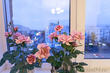 Красивые цветы украшают интерьер квартиры